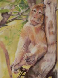 Evelyne BERART - Macaque de Rocamadour Lot   70x50